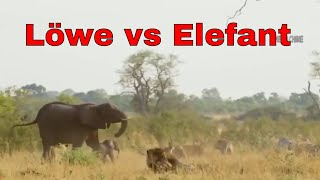 Elefant VS Löwe echter Kampf [upl. by Alvis]