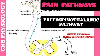 PAIN PATHWAYS  1  Paleospinothalamic Pathway  CNS  Physiology [upl. by Roos140]