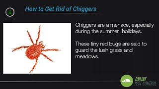 5 Ways to Control the Chigger Population [upl. by Lotty]