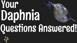 Daphnia Questions Answered [upl. by Yevad514]