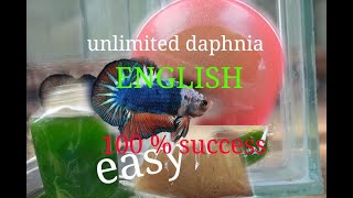 daphnia moina culture Easy way Unlimited production English  with sub Green water Chlorella [upl. by Erwin]