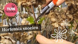 Hortensia snoeien  Tuinseizoen [upl. by Atiniv]