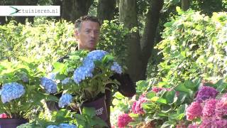 Doorbloeiende hortensia snoeien  Tuinierennl [upl. by Tombaugh295]