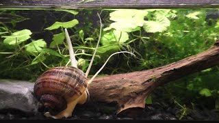 The Strange And Beautiful Mystery Snail [upl. by Pacificia]