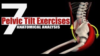 7 Pelvic Tilt Exercises  Anatomical Analysis [upl. by Donela]