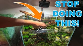 BIGGEST TIP FOR NEW AQUARIUM PLANTS [upl. by Farro509]