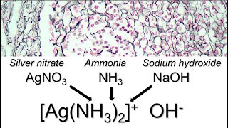 How to prepare ammoniacal silver [upl. by Noreht]