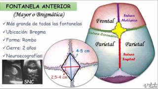 Fontanelas [upl. by Sandor]