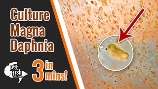 How to culture DAPHNIA MAGNA  The easy way [upl. by Lindsay907]