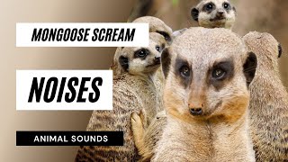 The Animal Sounds Mongoose Scream Sound  Sound Effect  Animation [upl. by Rima579]