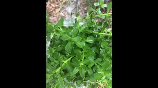 EatTheWeeds Episode 149 Bacopa monnieri aka Water Hyssop [upl. by Darlene867]