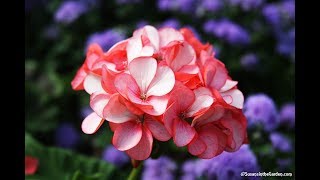 How to Overwinter Geraniums Pelargoniums Everyone Can Grow A Garden 2018 35 [upl. by Mingche]