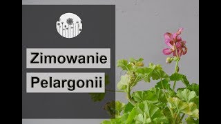 Zimowanie i przechowywanie pelargonii Jak przezimować pelargonię [upl. by Whiney825]