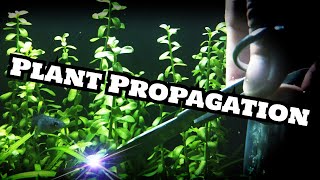 Bacopa Monnieri Plant propagation [upl. by Neevan218]