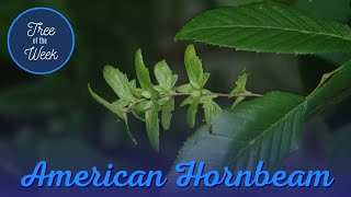 Tree of the Week American Hornbeam [upl. by Nesyrb]