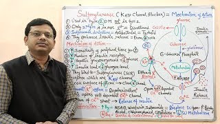 Diabetes Mellitus Part10 Mechanism of Action of Sulfonylurease  Antidiabetic Drugs  Diabetes [upl. by Asilam]