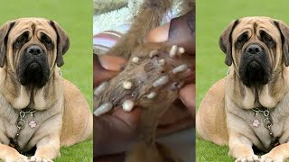 How to remove mangoworms in dog  Mangoworms removal 5 [upl. by Obellia]