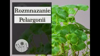 Wybudzanie pelargonii po zimie Jak i kiedy rozmnożyć pelargonię [upl. by Eelirak683]