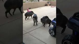 Wild Javelinas Make a Visit to Arizona Home  ViralHog [upl. by Enomrej]