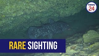 WATCH Rare coelacanth filmed off Sodwana coast [upl. by Creamer261]