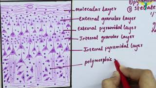 Histology of Cerebral Cortex [upl. by Isiah]