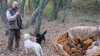 Come CERCARE TARTUFI nelle Crete Senesi  TARTUFO BIANCO [upl. by Michale84]