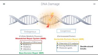 DNA Repair Mechanisms Part 1 [upl. by Inhsor]