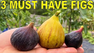 3 MUST HAVE FIG VARIETIES For Every Garden [upl. by Cantlon]