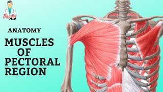 Anatomy  Muscles of Pectoral Region  A Quick Overview [upl. by Idolem]