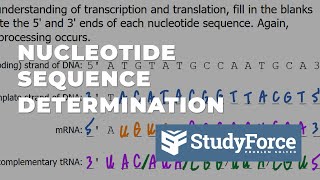 Nucleotide Sequence Determination from Transcription to Translation [upl. by Sturdivant]