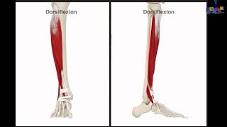 Le membre inférieur  les muscles de la jambe [upl. by Dnarb]