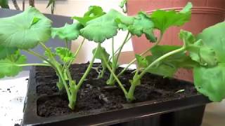 Jak rozmnażać pelargonie How to take cuttings of geranium [upl. by Corneille]