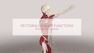 Pectoralis Major Functions Shoulder Flex 3D Animation [upl. by Nnyleuqaj208]