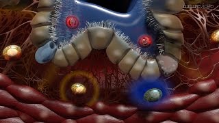 Immunology of the Lung [upl. by Eerrehc390]