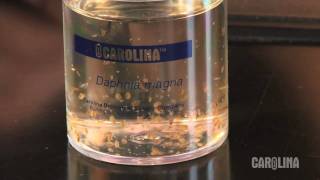 How to Care for Daphnia [upl. by Wilkie846]