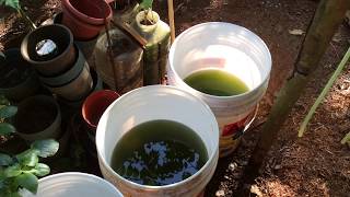 How to grow Green Water Algae [upl. by Netsua]