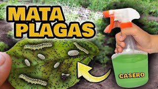 MATA Orugas Pulgones Cochinillas Hormigas y Moscas Blancas  Insecticida Casero para Plantas [upl. by Ytsirk]