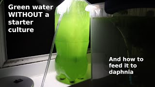 Green Water WITHOUT a Starter Culture  From Scratch  How To [upl. by Adaurd]