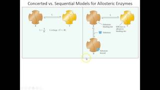 Lecture 6B  Concerted and Sequential Models for Allosterics [upl. by Namielus797]