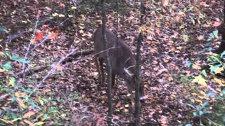 Whitetail Buck Grunting [upl. by Shewchuk]