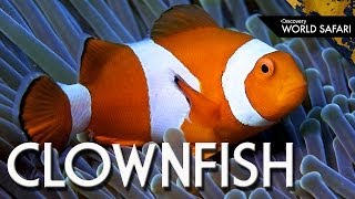 How Clownfish Choose Their Gender [upl. by Attenod794]