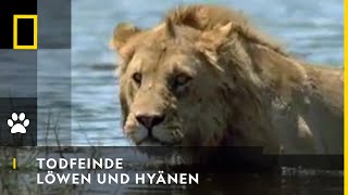 TODFEINDE  Löwen und Hyänen  National Geographic [upl. by Aleirbag]