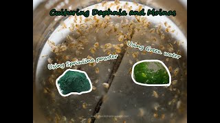 How To Culture Daphnia and Moinas using Green Water Spirulina powder [upl. by Clementina]