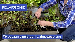 Pelargonie  wybudzanie pelargonii Jak przygotować pelargonie po zimowaniu [upl. by Etteniotna]