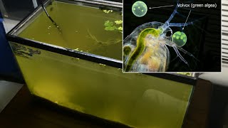 Raising Daphnia for the Freshwater Aquarium [upl. by Holman967]