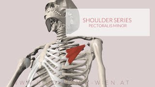 Pectoralis Minor Shoulder Series Part 12 3D Animation [upl. by Drauode]