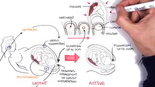 Obstetrics  Stages of Labour [upl. by Nawram]