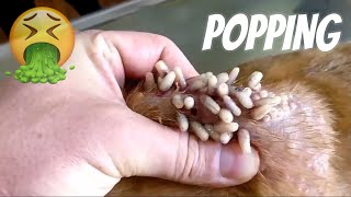 Mango Worm Removal Popping  Maggots in a DOG 😬 [upl. by Bendix]