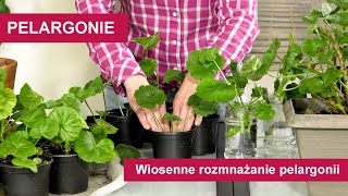 Pelargonie  Jak rozmnożyć pelargonie wiosną Wiosenne rozmnażanie pelargonii [upl. by Hagi]