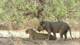 Löwen beim Akt der Fortpflanzung mating lions [upl. by Olivia]